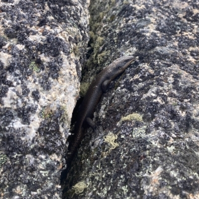 Egernia saxatilis intermedia (Black Rock Skink) at Cotter River, ACT - 22 Oct 2023 by PeterCaley