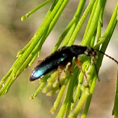 Lepturidea punctulaticollis (Red-legged comb-clawed beetle) at O'Connor, ACT - 23 Oct 2023 by trevorpreston