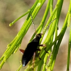 Lepturidea punctulaticollis at O'Connor, ACT - 23 Oct 2023 11:55 AM