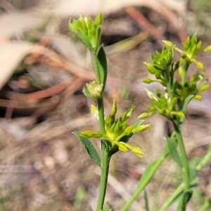 Pimelea curviflora at O'Connor, ACT - 23 Oct 2023 11:55 AM