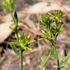 Pimelea curviflora at O'Connor, ACT - 23 Oct 2023