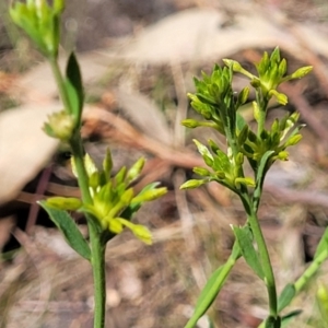 Pimelea curviflora at O'Connor, ACT - 23 Oct 2023