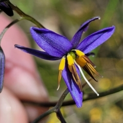 Dianella revoluta var. revoluta (Black-Anther Flax Lily) at O'Connor, ACT - 23 Oct 2023 by trevorpreston