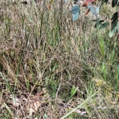 Dianella revoluta var. revoluta at O'Connor, ACT - 23 Oct 2023