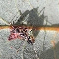 Camponotus aeneopilosus at O'Connor, ACT - 23 Oct 2023 11:52 AM