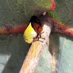 Chaetophyes compacta (Tube spittlebug) at O'Connor, ACT - 23 Oct 2023 by trevorpreston