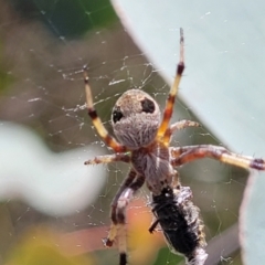 Araneus sp. (genus) at Banksia Street Wetland Corridor - 23 Oct 2023 by trevorpreston