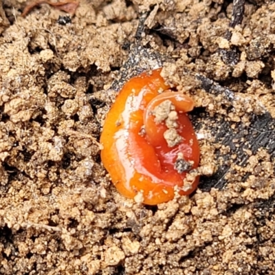 Australoplana alba (A flatworm) at Banksia Street Wetland Corridor - 23 Oct 2023 by trevorpreston