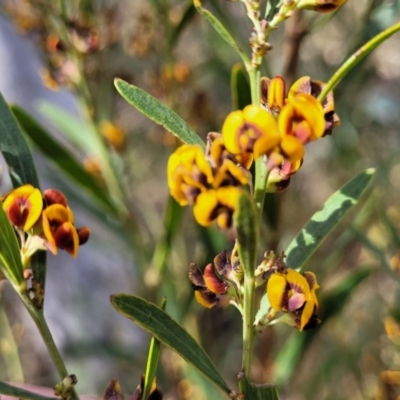 Daviesia mimosoides subsp. mimosoides at Banksia Street Wetland Corridor - 23 Oct 2023 by trevorpreston