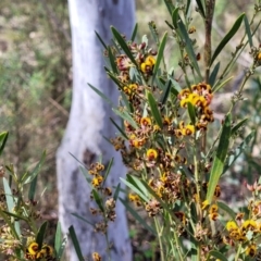 Daviesia mimosoides subsp. mimosoides at O'Connor, ACT - 23 Oct 2023 11:49 AM