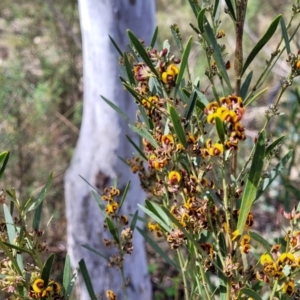 Daviesia mimosoides subsp. mimosoides at O'Connor, ACT - 23 Oct 2023 11:49 AM