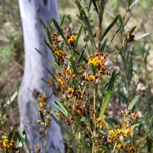 Daviesia mimosoides subsp. mimosoides at O'Connor, ACT - 23 Oct 2023 11:49 AM