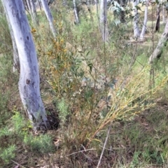 Daviesia mimosoides subsp. mimosoides at O'Connor, ACT - 23 Oct 2023 11:49 AM