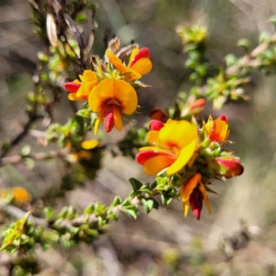 Pultenaea procumbens (Bush Pea) at Banksia Street Wetland Corridor - 23 Oct 2023 by trevorpreston