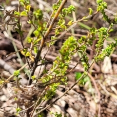 Pultenaea procumbens at O'Connor, ACT - 23 Oct 2023