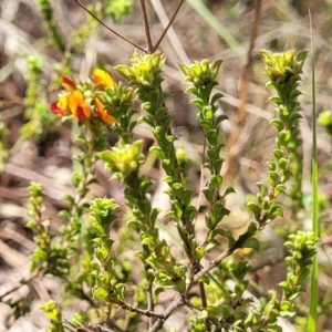 Pultenaea procumbens at O'Connor, ACT - 23 Oct 2023