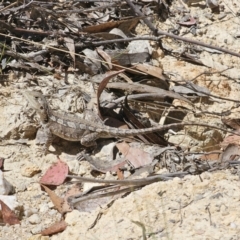 Amphibolurus muricatus (Jacky Lizard) at Captains Flat, NSW - 23 Oct 2023 by Csteele4