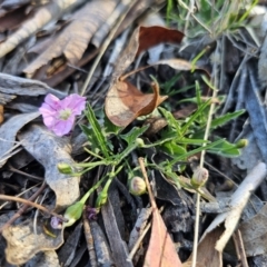 Convolvulus angustissimus subsp. angustissimus (Australian Bindweed) at QPRC LGA - 22 Oct 2023 by Csteele4