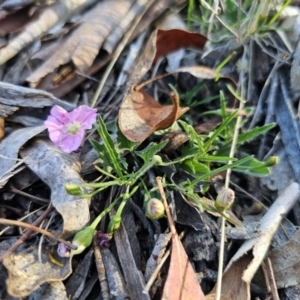 Convolvulus angustissimus subsp. angustissimus at Captains Flat, NSW - 22 Oct 2023