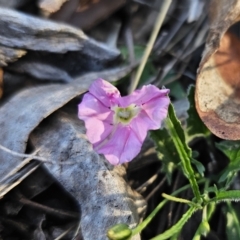 Convolvulus angustissimus subsp. angustissimus at Captains Flat, NSW - 22 Oct 2023 05:02 PM