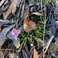 Convolvulus angustissimus subsp. angustissimus at Captains Flat, NSW - 22 Oct 2023 05:02 PM