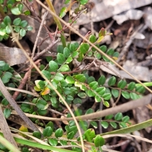 Bossiaea buxifolia at O'Connor, ACT - 23 Oct 2023