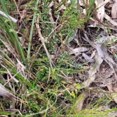 Bossiaea buxifolia at O'Connor, ACT - 23 Oct 2023