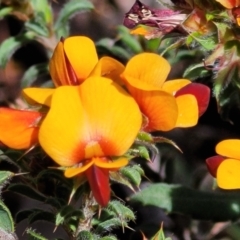 Pultenaea procumbens (Bush Pea) at Banksia Street Wetland Corridor - 23 Oct 2023 by trevorpreston