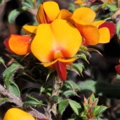 Pultenaea procumbens at O'Connor, ACT - 23 Oct 2023 11:44 AM