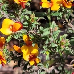 Pultenaea procumbens at O'Connor, ACT - 23 Oct 2023 11:44 AM