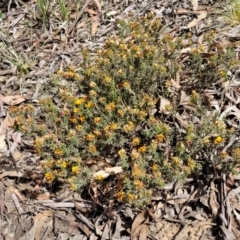 Pultenaea procumbens at O'Connor, ACT - 23 Oct 2023 11:44 AM