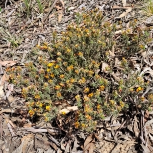 Pultenaea procumbens at O'Connor, ACT - 23 Oct 2023