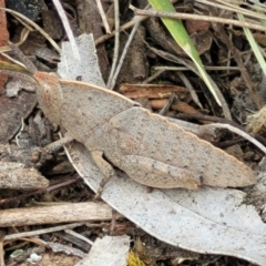 Goniaea australasiae (Gumleaf grasshopper) at Banksia Street Wetland Corridor - 23 Oct 2023 by trevorpreston