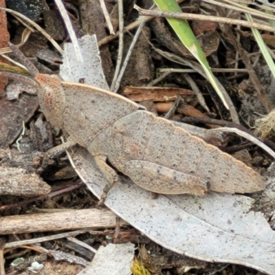 Goniaea australasiae (Gumleaf grasshopper) at O'Connor, ACT - 23 Oct 2023 by trevorpreston