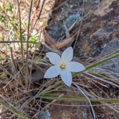 Wahlenbergia stricta subsp. stricta (Tall Bluebell) at Majura, ACT - 23 Oct 2023 by Weasey138