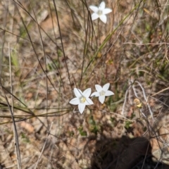 Wahlenbergia stricta subsp. stricta at Majura, ACT - 23 Oct 2023