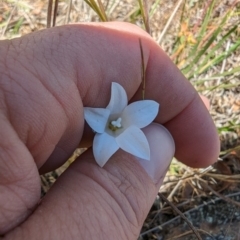 Wahlenbergia stricta subsp. stricta at Majura, ACT - 23 Oct 2023