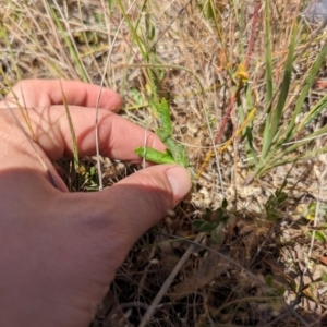 Wahlenbergia stricta subsp. stricta at Majura, ACT - 23 Oct 2023