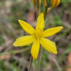 Bulbine bulbosa (Golden Lily, Bulbine Lily) at O'Connor, ACT - 23 Oct 2023 by trevorpreston