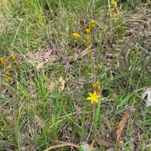 Bulbine bulbosa at O'Connor, ACT - 23 Oct 2023 11:41 AM