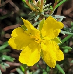 Hibbertia calycina (Lesser Guinea-flower) at Banksia Street Wetland Corridor - 23 Oct 2023 by trevorpreston