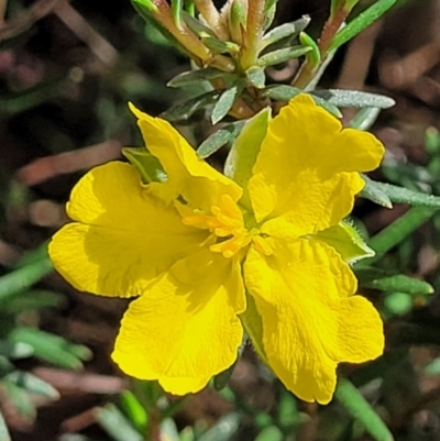 Hibbertia calycina (Lesser Guinea-flower) at Banksia Street Wetland Corridor - 23 Oct 2023 by trevorpreston