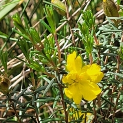 Hibbertia calycina at O'Connor, ACT - 23 Oct 2023