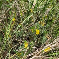 Hibbertia calycina at O'Connor, ACT - 23 Oct 2023