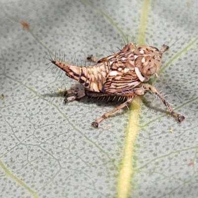 Brunotartessus fulvus (Yellow-headed Leafhopper) at Banksia Street Wetland Corridor - 23 Oct 2023 by trevorpreston