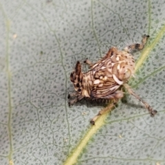 Brunotartessus fulvus at O'Connor, ACT - 23 Oct 2023