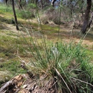 Lolium arundinaceum at O'Connor, ACT - 23 Oct 2023