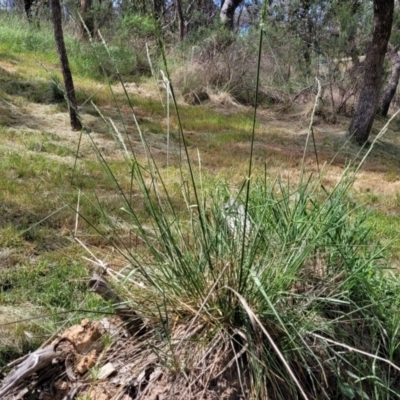 Lolium arundinaceum (Tall Fescue) at Banksia Street Wetland Corridor - 23 Oct 2023 by trevorpreston