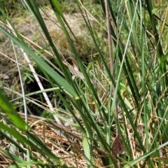 Lolium arundinaceum at O'Connor, ACT - 23 Oct 2023