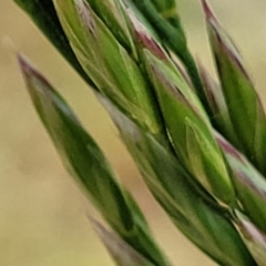 Lolium arundinaceum at O'Connor, ACT - 23 Oct 2023